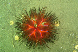 PJ（プリ・ジャティ）4