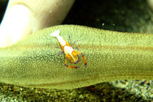 PJ（プリ・ジャティ）5