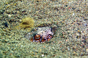 PJ（プリ・ジャティ）6