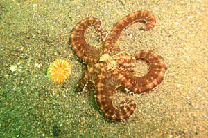 シークレットベイ1