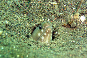 シークレットベイ4