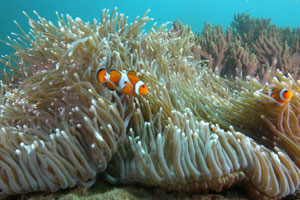 スランガンサーフ8