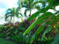 トロピカルガーデン