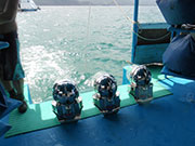 ダイブポイント