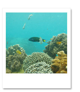 竜宮城のような美しさ