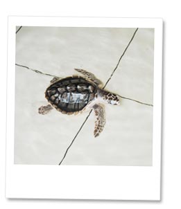 生後数週間のカメ