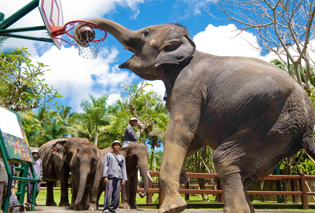 エレファントショー