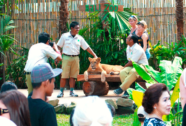 ナイトアニマルショー
