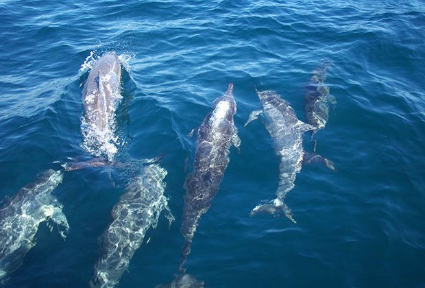 イルカウォッチング