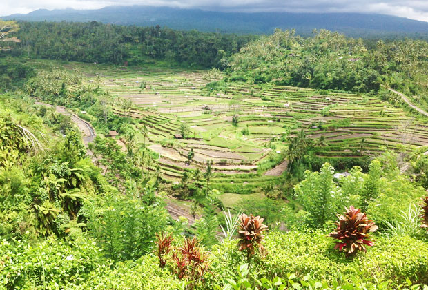 ブキッジャンブル