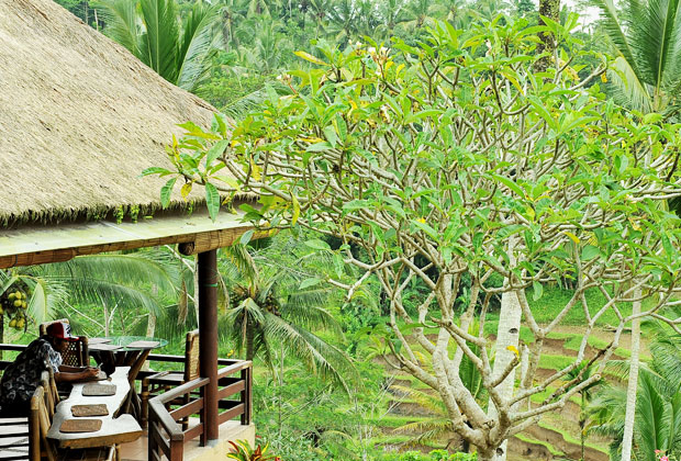 テガラランライステラス