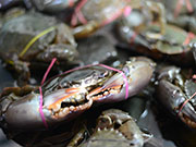 新鮮なシーフード