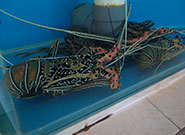 新鮮なロブスター