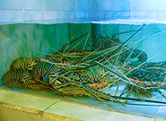 ロブスターの活けす