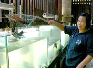 魚やエビの活けす