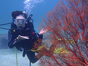 体験ダイブ（サヌール）