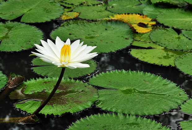 アクティビティ当日オプション ご利用方法