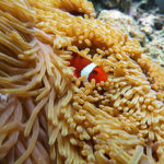 ファンダイビング サヌールエリア