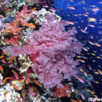 アクアマリン 体験ダイビング