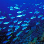 バリダイビングアカデミー 体験ダイビング