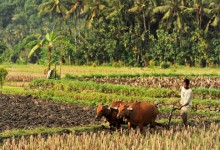 C-2エリア（バンリ・カランアサム周辺/東部）